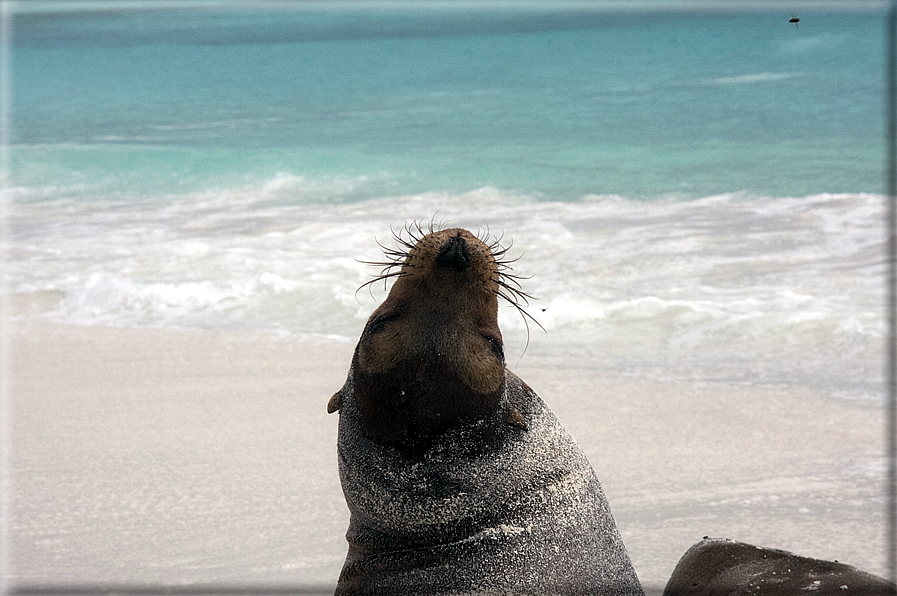 foto Flora e la fauna della Isole Galapagos